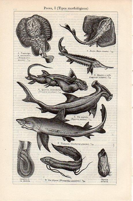 LAMINA V09327: Peces I