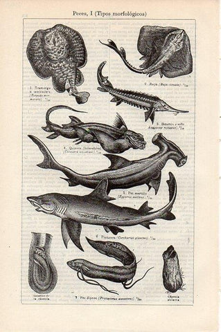 LAMINA V09327: Peces I