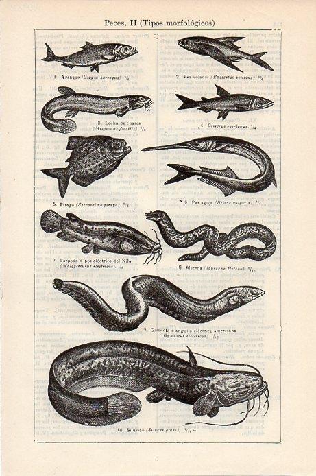 LAMINA V09328: Peces II