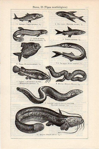 LAMINA V09328: Peces II