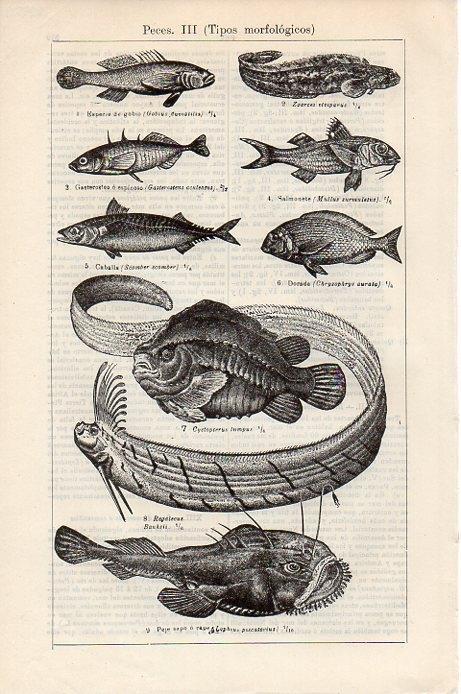 LAMINA V09329: Peces III