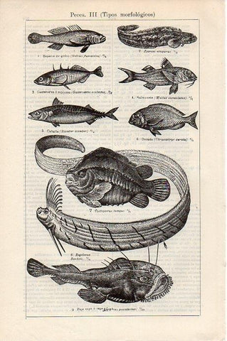 LAMINA V09329: Peces III
