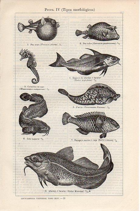 LAMINA V09330: Peces IV