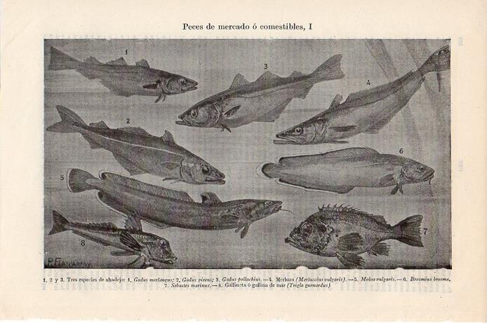 LAMINA V09331: Peces de mercado o comestibles I