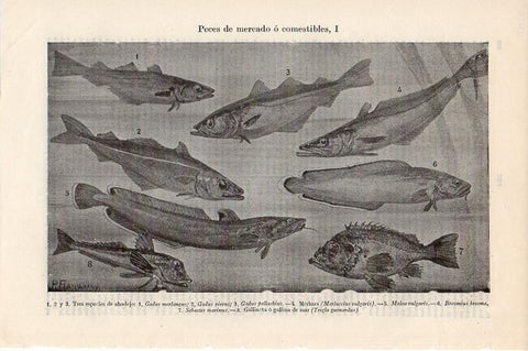 LAMINA V09331: Peces de mercado o comestibles I