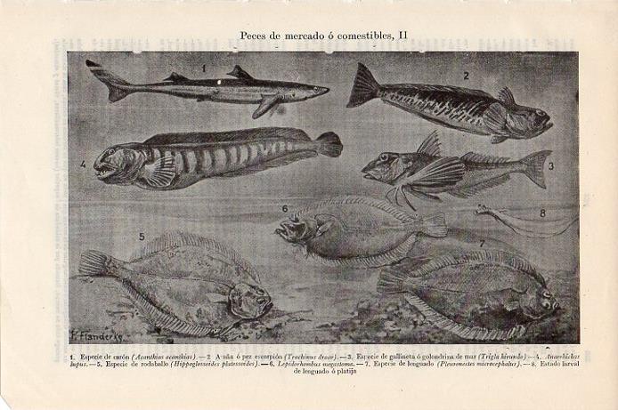 LAMINA V09332: Peces de mercado o comestibles II