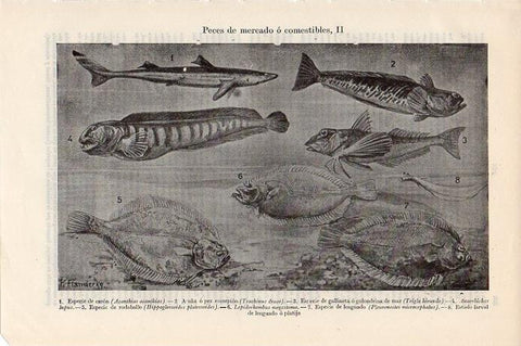 LAMINA V09332: Peces de mercado o comestibles II