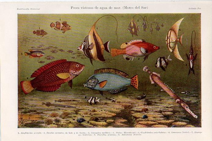 LAMINA V09333: Peces de agua de mar, Mares del Sur