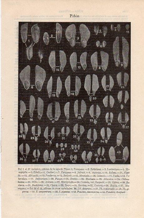 LAMINA V09500: Tipos de piñon
