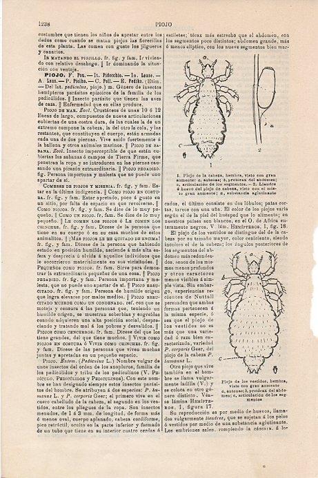LAMINA V09506: Piojo de la calabaza 