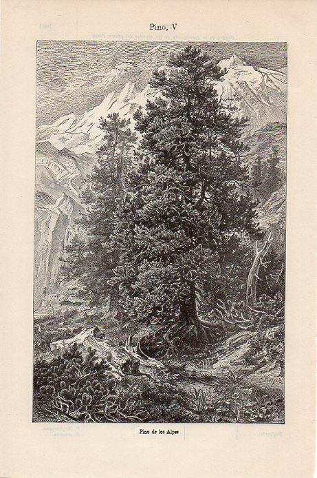 LAMINA V09475: Pino de los Alpes