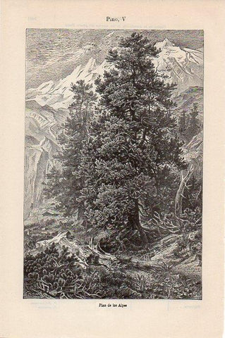 LAMINA V09475: Pino de los Alpes