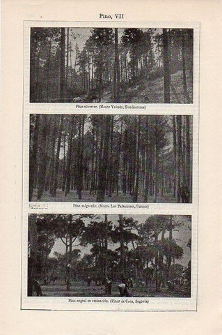 LAMINA V09477: Pino VII