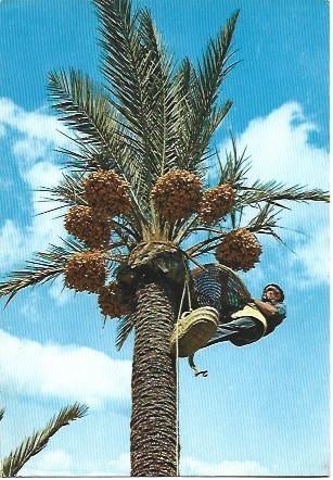 POSTAL L01153: Palmera en Elche, Alicante