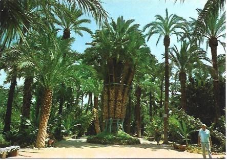 POSTAL L01480: Elche. Huerto del Cura