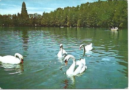 POSTAL L00883: Cisnes en el lago de Puigcerda