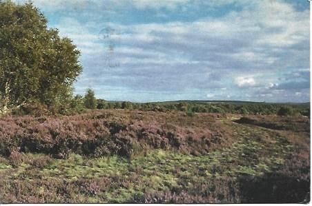 POSTAL L00870: Campo en Canock Chese
