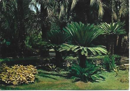 POSTAL L01018: Huerto del Cura en Elche