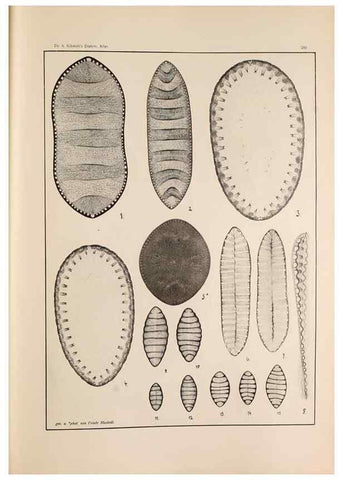 Reproducción/Reproduction 49352432236: Atlas der Diatomaceen-Kunde /. Leipzig :O.R. Reisland,[1874-19.. 