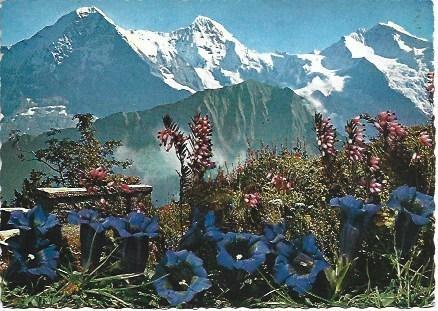 POSTAL L02247: Imagen de los Alpes