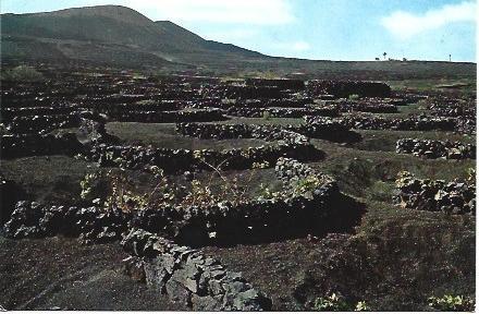 POSTAL L02554: La Geria en Lanzarote