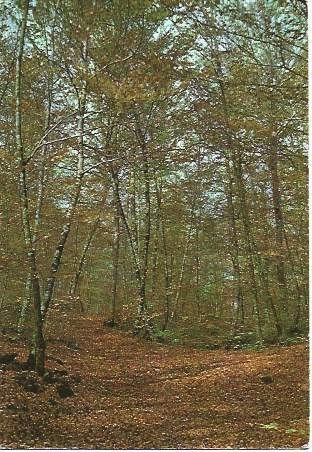 POSTAL L02350: Fageda de Jorda en Olot