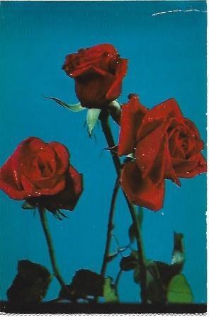 POSTAL L01661: Rosas rojas de Sant Jordi