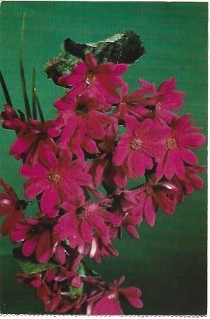 POSTAL L01662: Alelies rojos