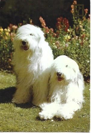 POSTAL L01663: Perros