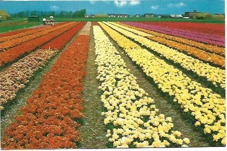 POSTAL L02040: Campos de flores en Holanda