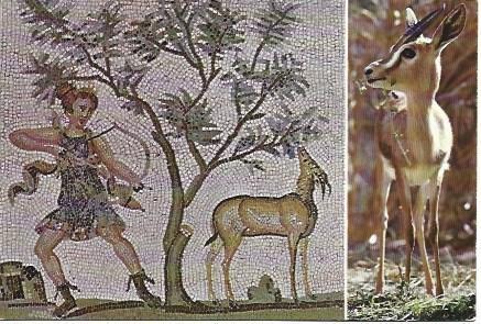 POSTAL L01826: Mosaico romano de Bardo y gacela