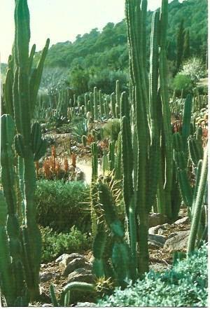 POSTAL L01916: Jardin Botanico Pinya de Rosa en Blanes - Lloret de Mar 