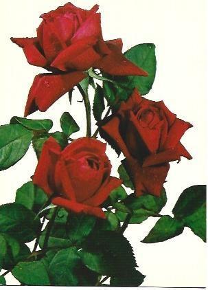 POSTAL L01874: Rosas rojas