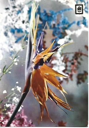 POSTAL L01875: Coleccion Flores serie 1, numero 176