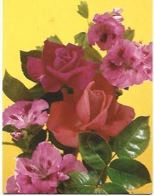 POSTAL L01877: Rosas