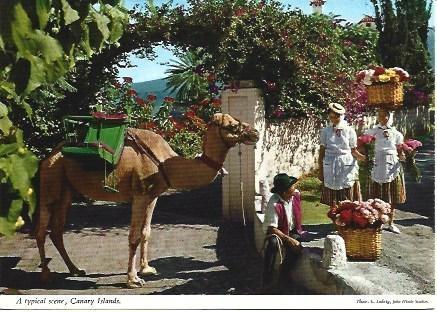 POSTAL L03276: Escena tipica de las Islas Canarias