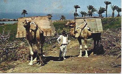 POSTAL L03259: Camellos en las Islas Canarias