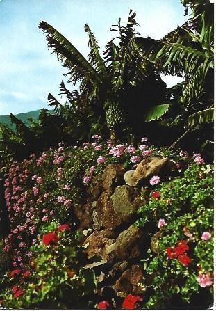 POSTAL L03317: Geranios en Tenerife