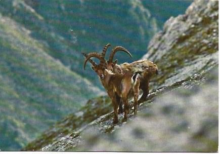 POSTAL L03115: Cabras salvajes