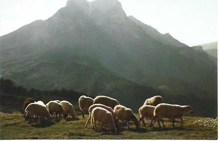 POSTAL L03119: Rebaño de ovejas en el Pedraforca