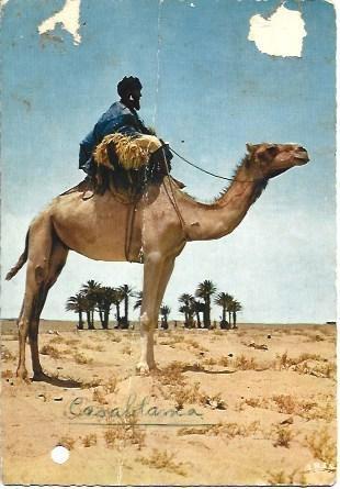 POSTAL L03216: Camello en el desierto de Tunez