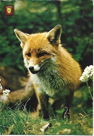 POSTAL L03203: Animales salvajes, numero 30