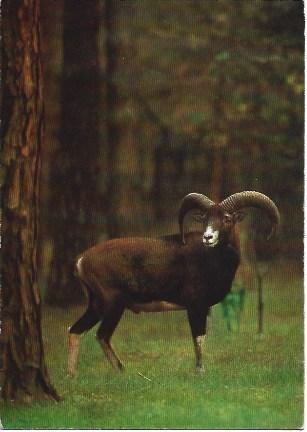 POSTAL L03200: Muflon