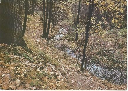 POSTAL L03365: Bosque en Rusia