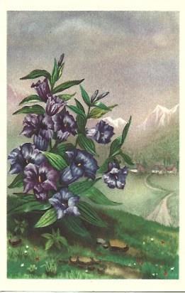 POSTAL L03446: Dibujo de planta violeta