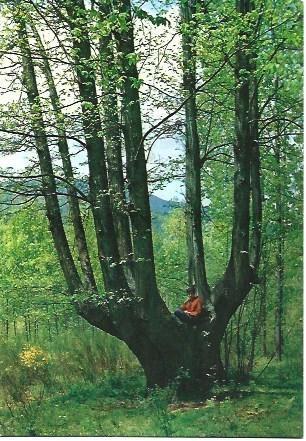 POSTAL L02644: Castaño de las nueve ramas en Viladrau, Girona
