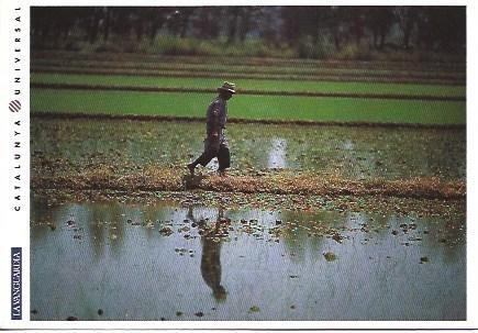POSTAL L02702: Arrozales en el Delta del Ebro