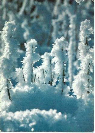 POSTAL L03015: Flor de nieve