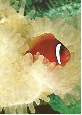 POSTAL L03005: Pez payaso