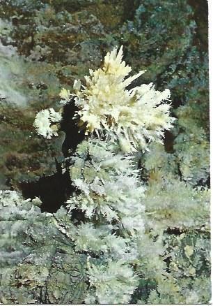 POSTAL L02982: Fiori di Aragonite en las grutas de Borgio Verezzi